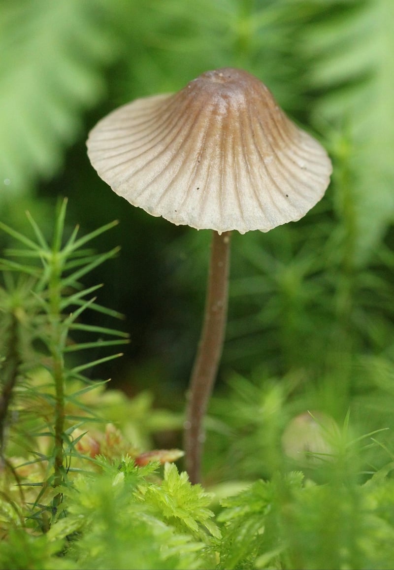 Tiny Structures