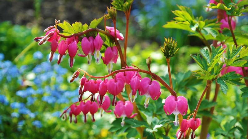 Bleeding Heart Flower