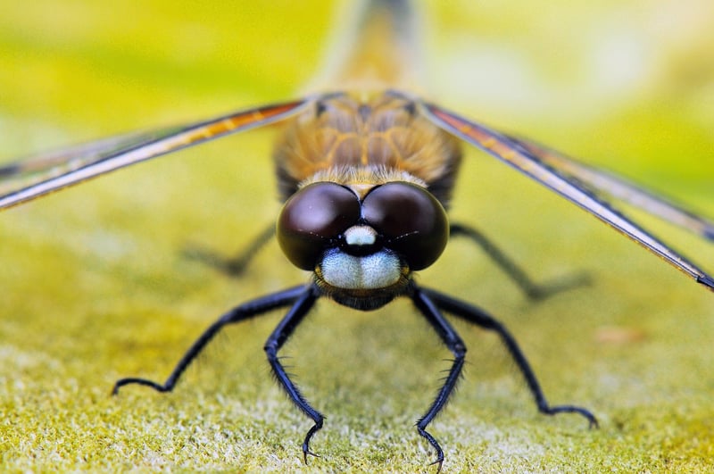 Dragonfly Nymph