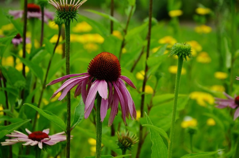 Echinacea
