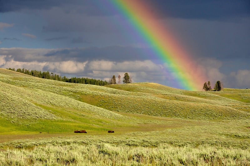 Rainbow Tree