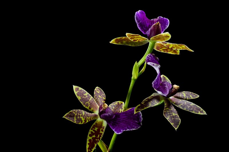 Orchid Varieties