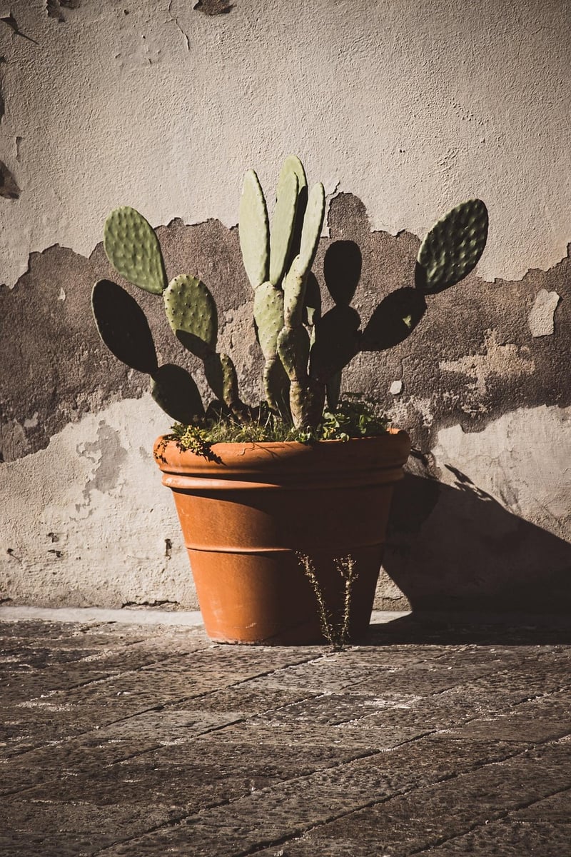 Plant Watering