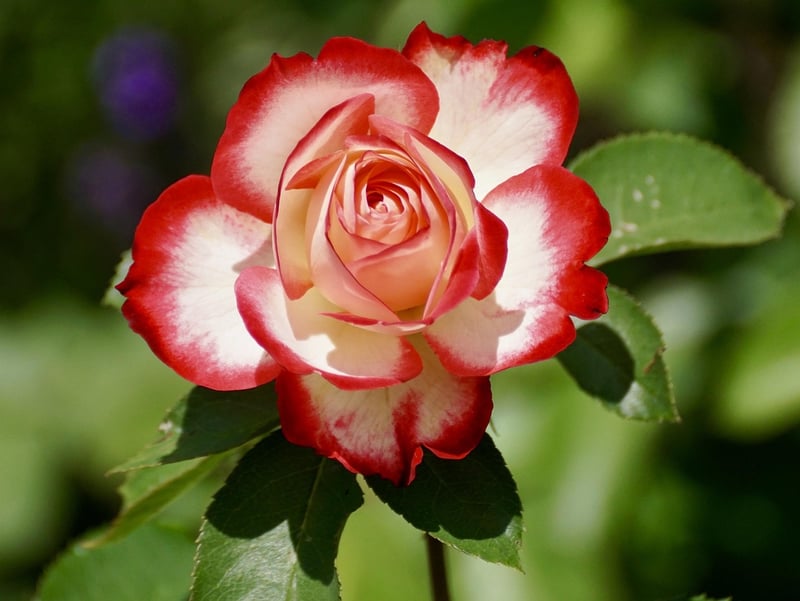 Rainbow Rose