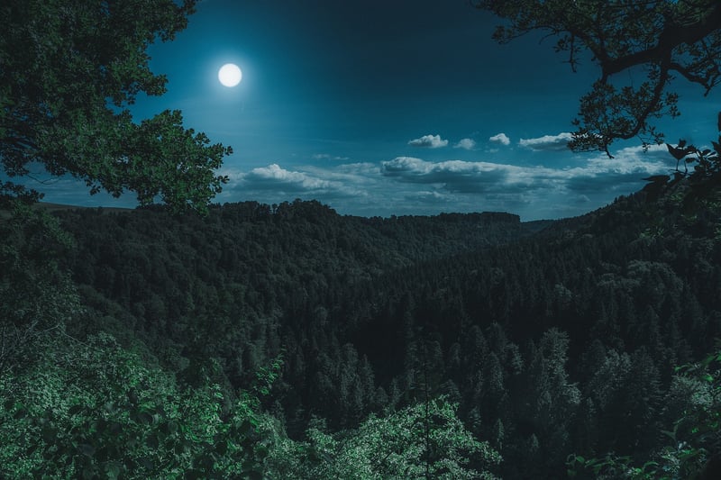 Moonlight Oak