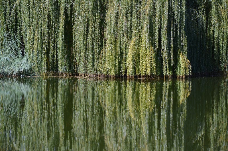 Enchanted Willow